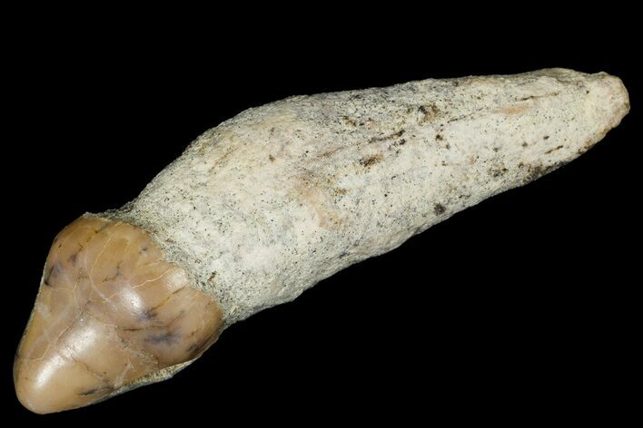Rooted Fossil Sea Lion (Allodesmus) Tooth - Bakersfield, CA #175178